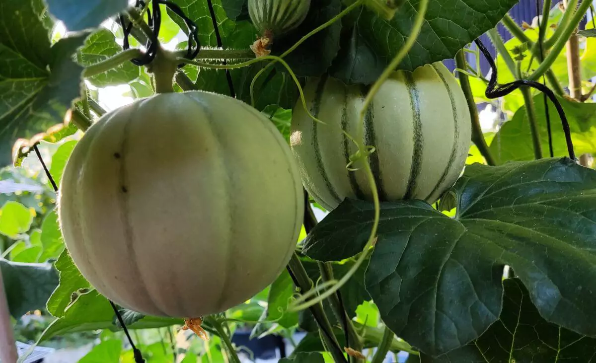 Culture du Melon Guide Complet pour une Récolte Succulente Jardin de Grand Meres
